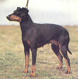 Энциклопедия собаки. Декоративные собаки. - i_055.jpg