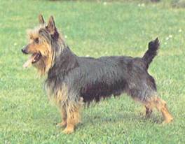 Энциклопедия собаки. Декоративные собаки. - i_056.jpg