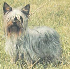 Энциклопедия собаки. Декоративные собаки. - i_057.jpg