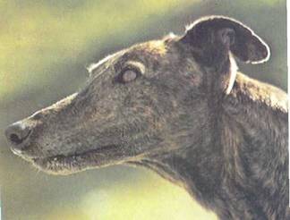 Энциклопедия собаки. Декоративные собаки. - i_060.jpg