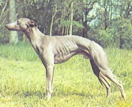 Энциклопедия собаки. Декоративные собаки. - i_062.jpg