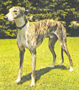 Энциклопедия собаки. Декоративные собаки. - i_065.jpg