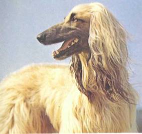 Энциклопедия собаки. Декоративные собаки. - i_068.jpg