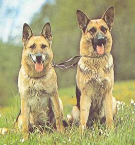 Энциклопедия собаки. Рабочие собаки - i_001.jpg