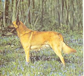 Энциклопедия собаки. Рабочие собаки - i_005.jpg