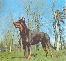 Энциклопедия собаки. Рабочие собаки - i_006.jpg