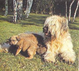 Энциклопедия собаки. Рабочие собаки - i_007.jpg