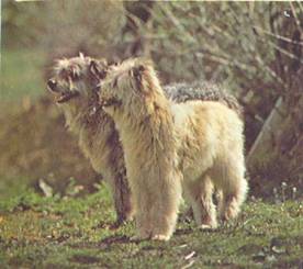 Энциклопедия собаки. Рабочие собаки - i_008.jpg