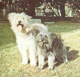 Энциклопедия собаки. Рабочие собаки - i_009.jpg