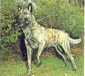 Энциклопедия собаки. Рабочие собаки - i_012.jpg