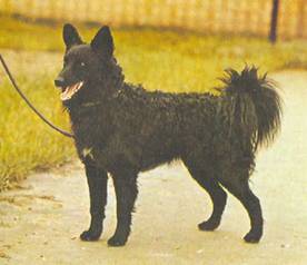 Энциклопедия собаки. Рабочие собаки - i_015.jpg