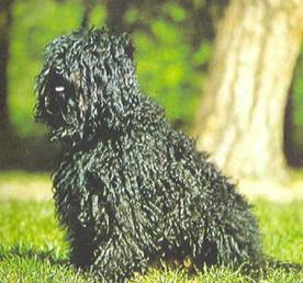 Энциклопедия собаки. Рабочие собаки - i_016.jpg