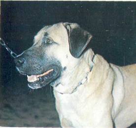 Энциклопедия собаки. Рабочие собаки - i_018.jpg