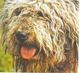 Энциклопедия собаки. Рабочие собаки - i_020.jpg