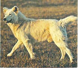 Энциклопедия собаки. Рабочие собаки - i_021.jpg