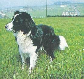 Энциклопедия собаки. Рабочие собаки - i_032.jpg