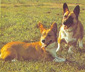 Энциклопедия собаки. Рабочие собаки - i_035.jpg