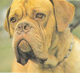 Энциклопедия собаки. Рабочие собаки - i_062.jpg