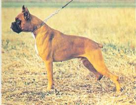 Энциклопедия собаки. Рабочие собаки - i_069.jpg