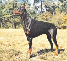 Энциклопедия собаки. Рабочие собаки - i_072.jpg