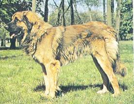 Энциклопедия собаки. Рабочие собаки - i_073.jpg