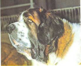 Энциклопедия собаки. Рабочие собаки - i_074.jpg