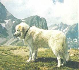 Энциклопедия собаки. Рабочие собаки - i_077.jpg