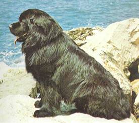 Энциклопедия собаки. Рабочие собаки - i_080.jpg