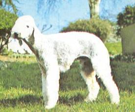 Энциклопедия собаки. Рабочие собаки - i_108.jpg