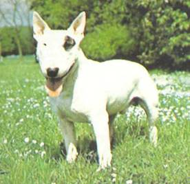 Энциклопедия собаки. Рабочие собаки - i_110.jpg