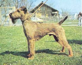 Энциклопедия собаки. Рабочие собаки - i_113.jpg