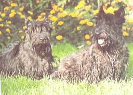 Энциклопедия собаки. Рабочие собаки - i_121.jpg