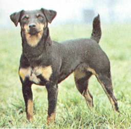 Энциклопедия собаки. Рабочие собаки - i_129.jpg