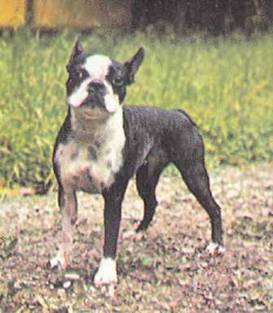 Энциклопедия собаки. Рабочие собаки - i_132.jpg