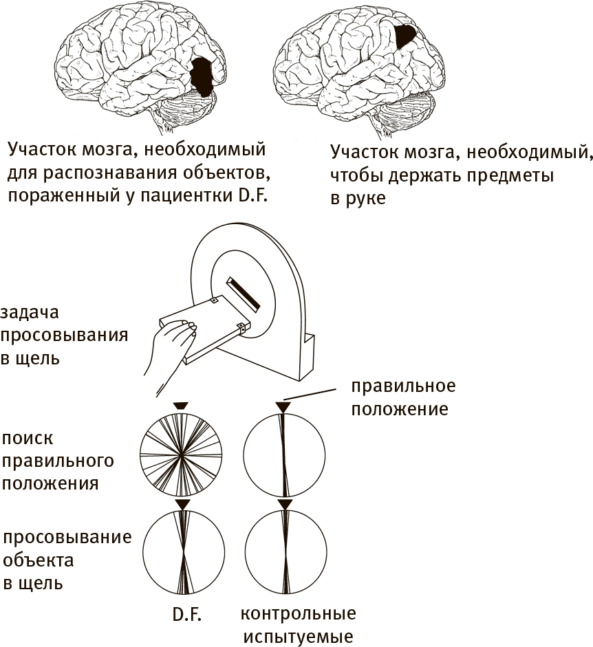 Мозг и душа. Как нервная деятельность формирует наш внутренний мир - i_013.png
