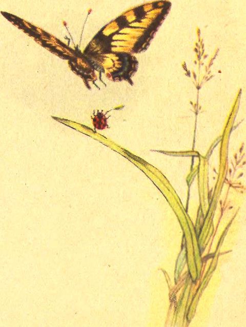 Про відважного Барвінка та коника Дзвоника - i_054.png