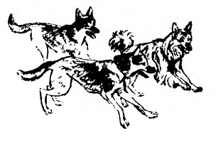 Забавные животные - i_012.jpg