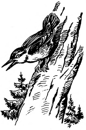 Забавные животные - i_036.jpg