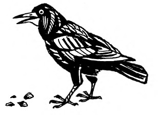 Забавные животные - i_038.jpg