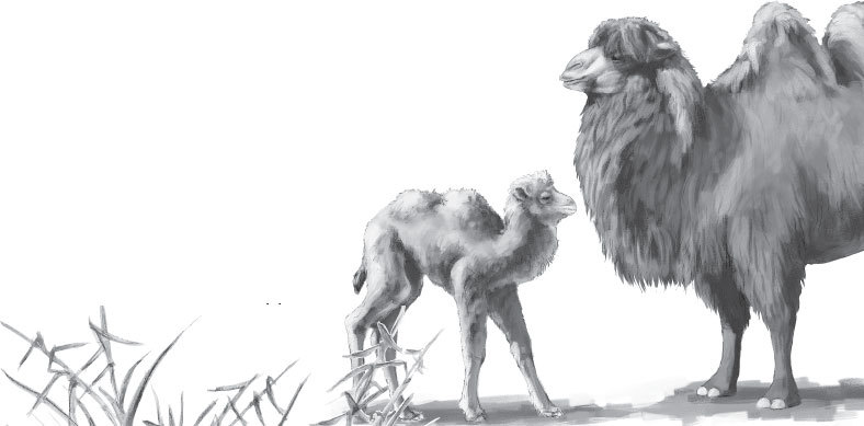 Мои питомцы (сборник). С вопросами и ответами для почемучек - _19.jpg