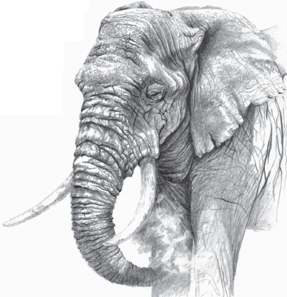 Мои питомцы (сборник). С вопросами и ответами для почемучек - _26.jpg