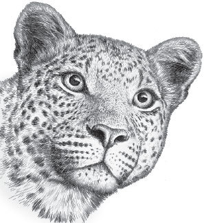 Мои питомцы (сборник). С вопросами и ответами для почемучек - _27.jpg