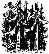 Жизнь и приключение в тайге - _3.jpg