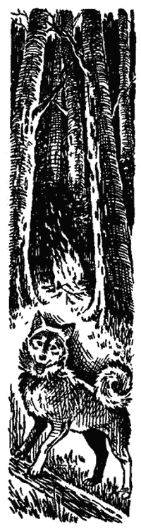 Ночь в тайге - i_001.png