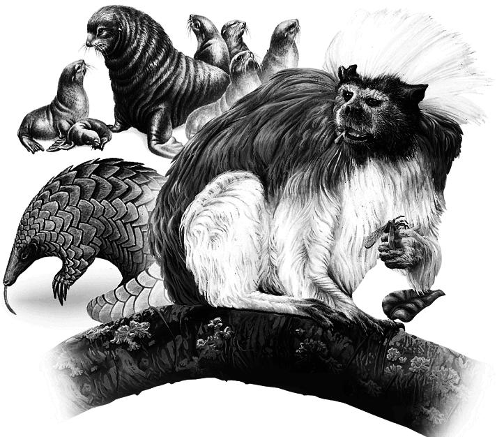 Кто есть кто в мире животных - i_001.png