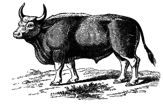 Кто есть кто в мире животных - i_003.png