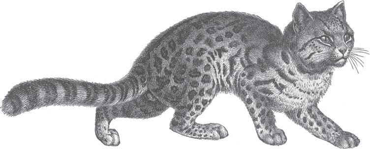 Мир животных - _15.jpg