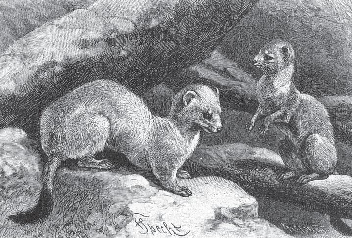 Мир животных - _18.jpg