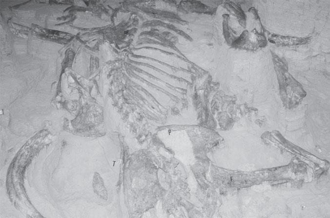 Мир животных - _2.jpg