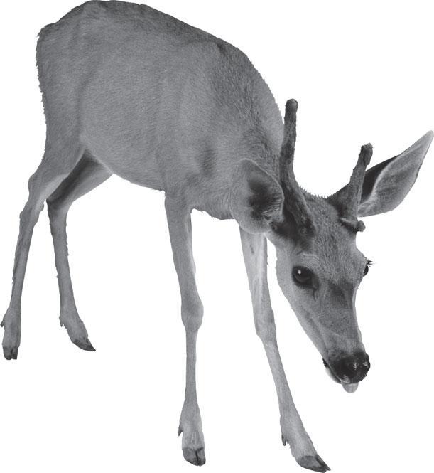 Мир животных - _24.jpg